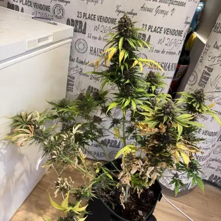 Purple Lemonade Auto