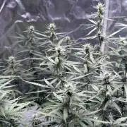 Afghani
