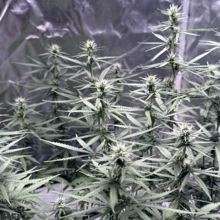 Afghani