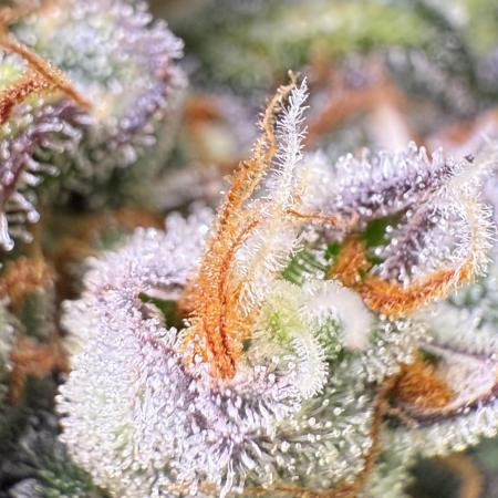 Purple Lemonade Auto
