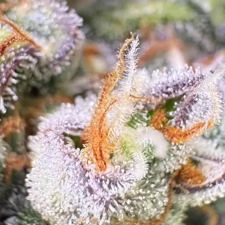 Purple Lemonade Auto