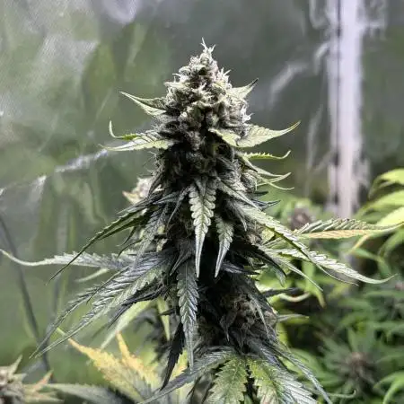 Blueberry Automatic
