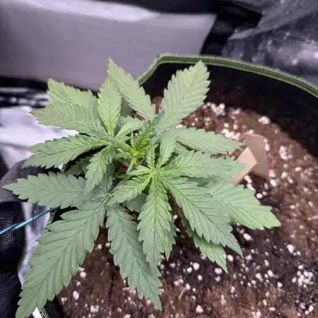 Blackberry Auto