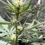 Blueberry Automatic