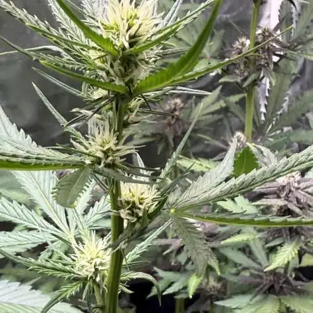Blueberry Automatic