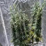Afghani