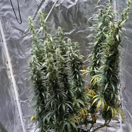 Afghani