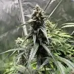 Blueberry Automatic