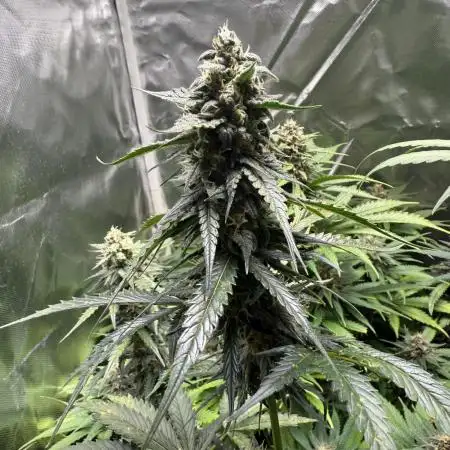 Blueberry Automatic