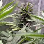 Blackberry Auto