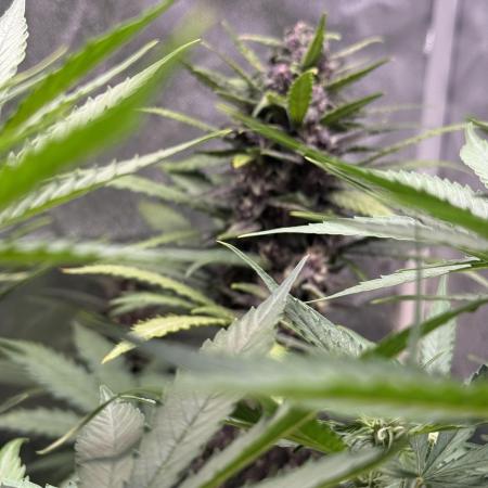 Blackberry Auto