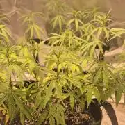Afghani