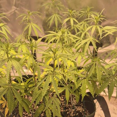 Afghani