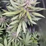 Blackberry Auto