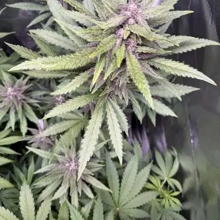 Blackberry Auto