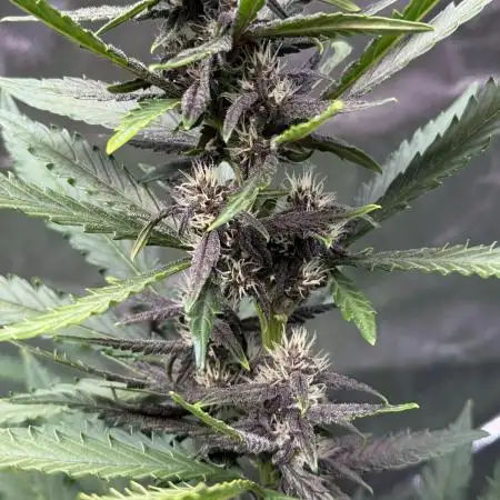 Blackberry Auto