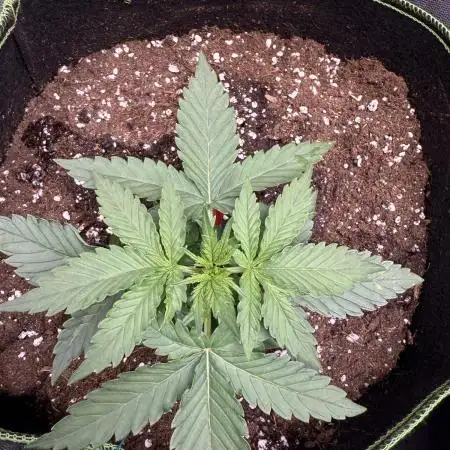 Blueberry Automatic