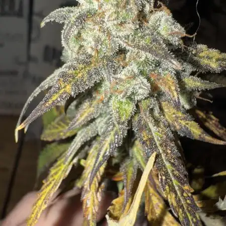 Blueberry Automatic