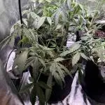 Purple Lemonade Auto