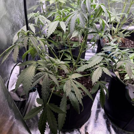 Purple Lemonade Auto