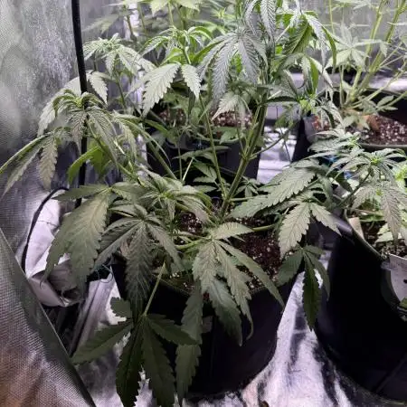 Purple Lemonade Auto