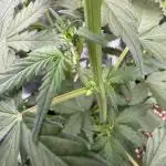 Blueberry Automatic
