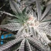 DAIN RDWC TopShelfClones.at Cut#8Cultiva
