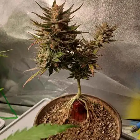 Bonzai #2 - White I.C.E. #1 Gen5