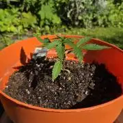 Dr.SkunkyKush: SeedSupplier: PIEX Auto