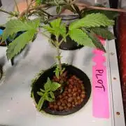 PLOT RDWC