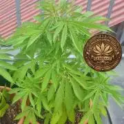 TRCH OSS OUTDOOR (Gnadenhof Loisenfarm)