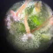 Dr.HanfDampf: SLEH Auto Seedsupplier