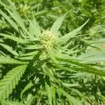 White ICE #1 Gen5 Outdoor