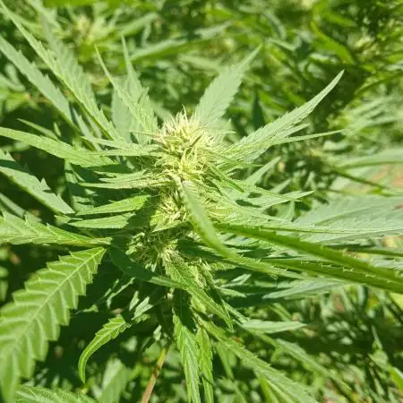White ICE #1 Gen5 Outdoor