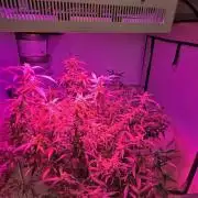 Dr.SkunkyKush: PIEX Auto