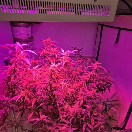 Dr.SkunkyKush: PIEX Auto