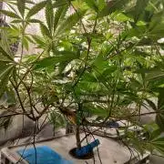 DAIN RDWC TopShelfClones.at Cut#8Cultiva