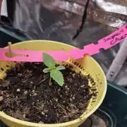 Dr.SkunkyKush: SLEC #4