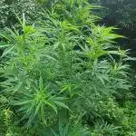 White ICE #1 Gen5 Outdoor