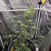 Dr.SkunkyKush: STOR OutdoorBattle