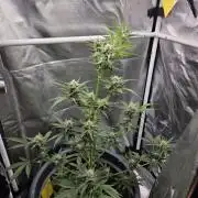 Dr.SkunkyKush: STOR OutdoorBattle