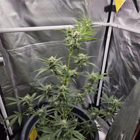 Dr.SkunkyKush: STOR OutdoorBattle