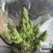 Dr.HanfDampf: SLEH Auto Seedsupplier