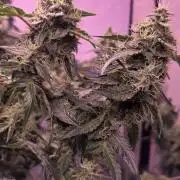 Dr.SkunkyKush: PIEX Auto