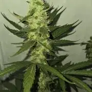 Dr.SkunkyKush: STOR OutdoorBattle