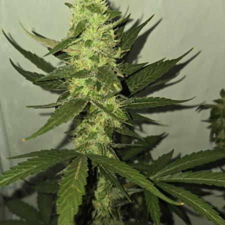 Dr.SkunkyKush: STOR OutdoorBattle
