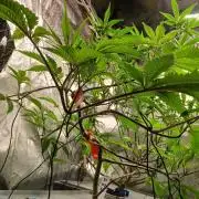 DAIN RDWC TopShelfClones.at Cut#8Cultiva