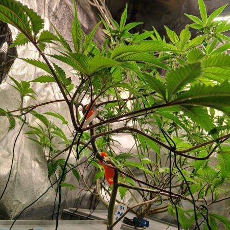 DAIN RDWC TopShelfClones.at Cut#8Cultiva