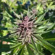 LoisenFarm: TRCH OSS OUTDOOR