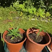 Dr.SkunkyKush: HUBU DopeBois & Sleezy
